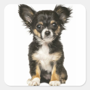 Long Hair Chihuahua Puppy Dog - Black Brown White Vierkante Sticker