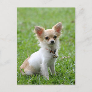 Long Hair Chihuahua Puppy Dog Post Card Briefkaart