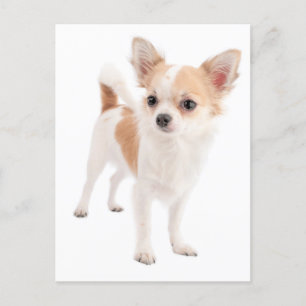 Long Hair Chihuahua Puppy Dog Post Card Briefkaart