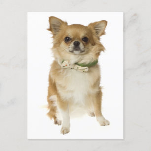 Long Hair Chihuahua Puppy Dog Post Card Briefkaart