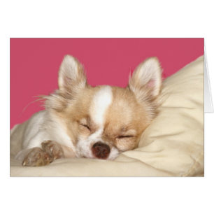 Long haire Chihuahua