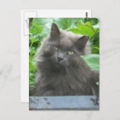 Long Haire Grey Blue Cat Briefkaart (Voorkant / Achterkant)
