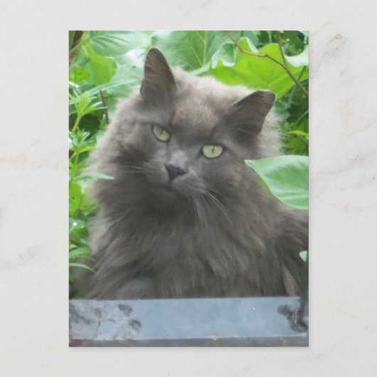 Long Haire Grey Blue Cat Briefkaart (Voorkant)