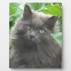 Long Haire Grey Blue Cat Fotoplaat