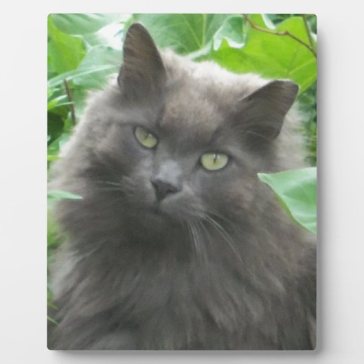 Long Haire Grey Blue Cat Fotoplaat (Voorkant)