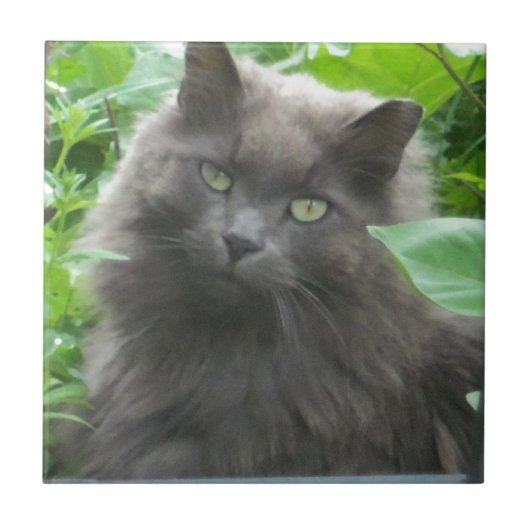 Long Haire Grey Blue Cat Tegeltje (Voorkant)