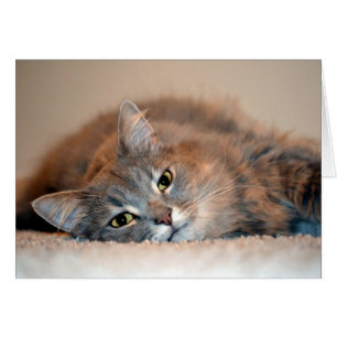 Long Hazard Blue Russian Cat door Shirley Taylor