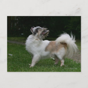 Long Hazard Chihuahua die camera's bekijken Briefkaart