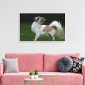 Long Hazard Chihuahua die camera's bekijken Canvas Afdruk (Insitu (Woonkamer))