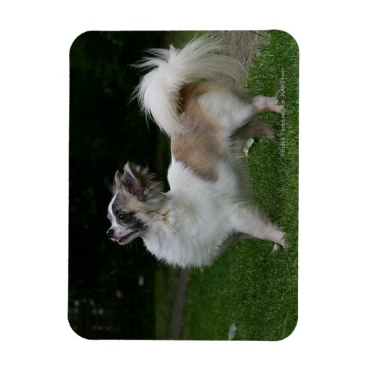 Long Hazard Chihuahua die camera's bekijken Magneet (Verticaal)