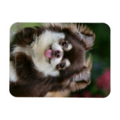 Long Hazard Chihuahua Headshot 1 Magneet (Horizontaal)