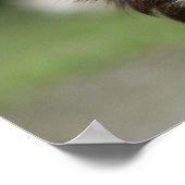 Long Hazard Chihuahua Headshot 1 Poster (Hoek)