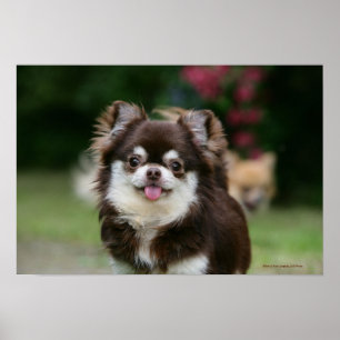 Long Hazard Chihuahua Headshot 1 Poster