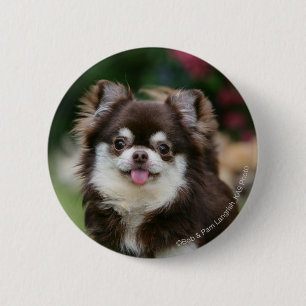 Long Hazard Chihuahua Headshot 1 Ronde Button 5,7 Cm