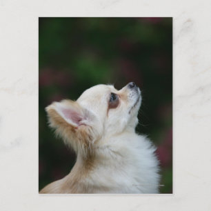 Long Hazard Chihuahua Headshot 2 Briefkaart
