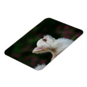 Long Hazard Chihuahua Headshot 2 Magneet (Linkerzijde)