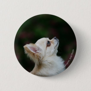 Long Hazard Chihuahua Headshot 2 Ronde Button 5,7 Cm