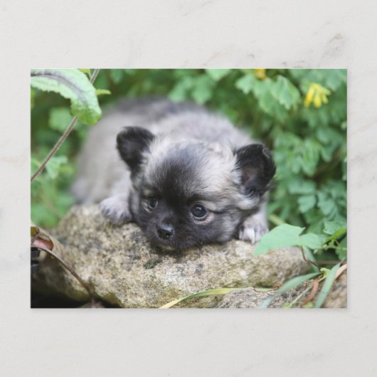 Long Hazard Chihuahua Puppy Briefkaart (Voorkant)