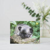 Long Hazard Chihuahua Puppy Briefkaart (Staand voorkant)