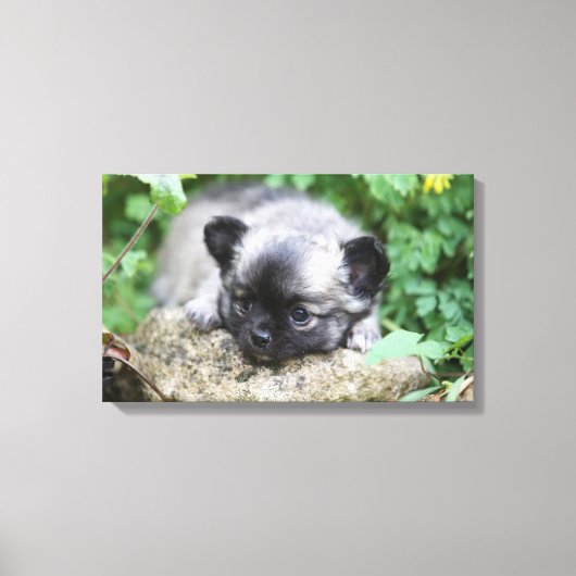 Long Hazard Chihuahua Puppy Canvas Afdruk (Voorkant)