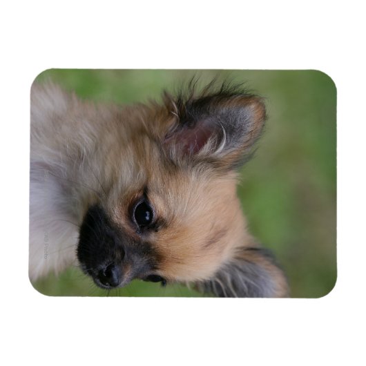 Long Hazard Chihuahua Puppy die camera bekijkt Magneet (Horizontaal)