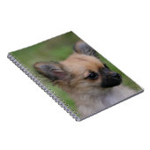 Long Hazard Chihuahua Puppy die camera bekijkt Notitieboek (Rechterzijde)