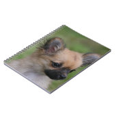 Long Hazard Chihuahua Puppy die camera bekijkt Notitieboek (Linkerzijde)