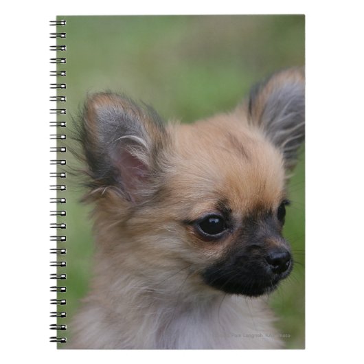 Long Hazard Chihuahua Puppy die camera bekijkt Notitieboek (Voorkant)