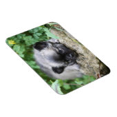 Long Hazard Chihuahua Puppy Magneet (Rechterzijde)