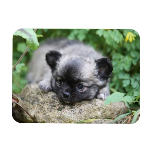 Long Hazard Chihuahua Puppy Magneet (Horizontaal)