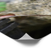 Long Hazard Chihuahua Puppy Poster (Hoek)