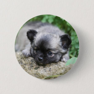 Long Hazard Chihuahua Puppy Ronde Button 5,7 Cm