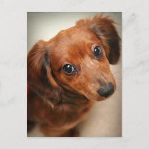 Long-Hazard Dachshund Puppy Briefkaart