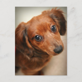 Long-Hazard Dachshund Puppy Briefkaart