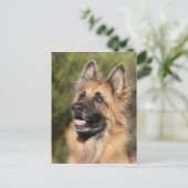 Long Hazard German Shepherd 1 Briefkaart (Staand voorkant)