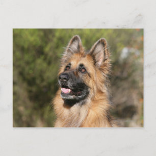 Long Hazard German Shepherd 1 Briefkaart
