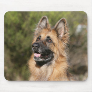 Long Hazard German Shepherd 1 Muismat