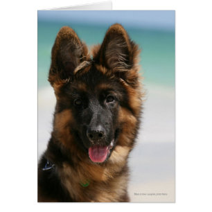 Long Hazard German Shepherd Beach