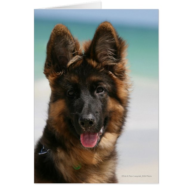 Long Hazard German Shepherd Beach (Voorkant)