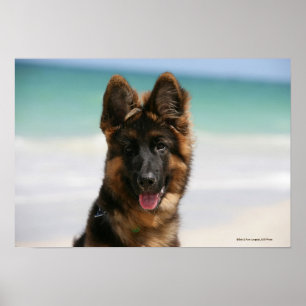 Long Hazard German Shepherd Beach Poster