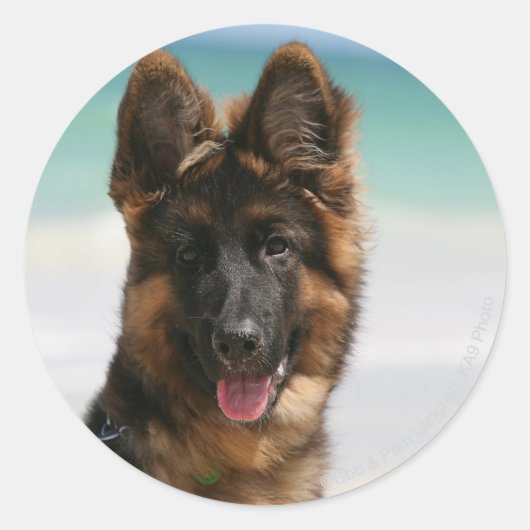 Long Hazard German Shepherd Beach Ronde Sticker (Voorkant)