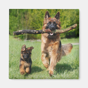 Long Hazard German Shepherd Dog and Puppy Magneet