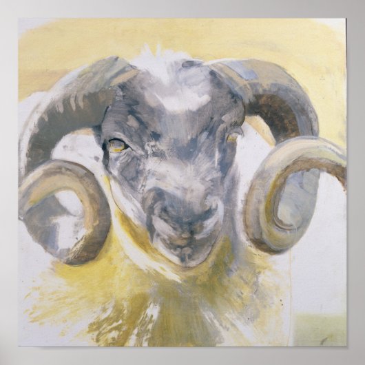 Long Horn Sheep 2 Poster (Voorkant)