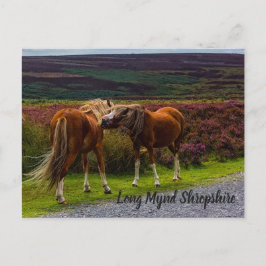 Long Mynd Wild Ponies Briefkaart