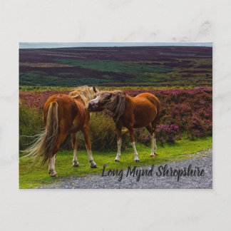 Long Mynd Wild Ponies Briefkaart