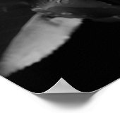 Long-stemmed witte roos B&W foto Poster (Hoek)