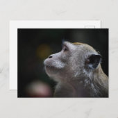 Long-Tailed Macaque Close-Up Briefkaart (Voorkant / Achterkant)