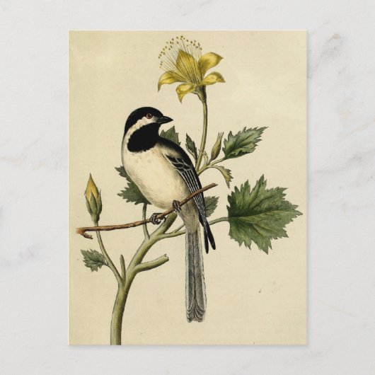 Long Tailing Chickadee Briefkaart (Voorkant)