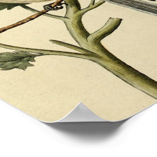 Long Tailing Chickadee Poster (Hoek)