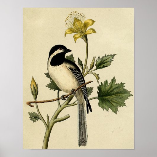 Long Tailing Chickadee Poster (Voorkant)